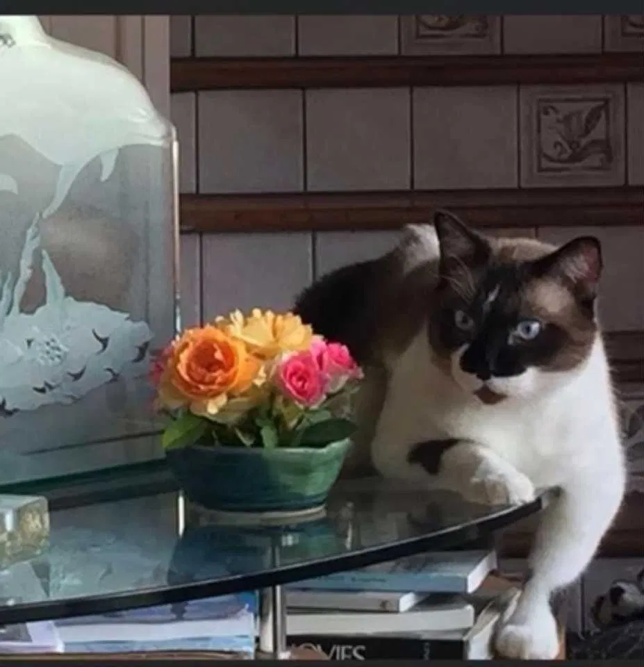 Lost cat in Ormond Beach, FL, 32176