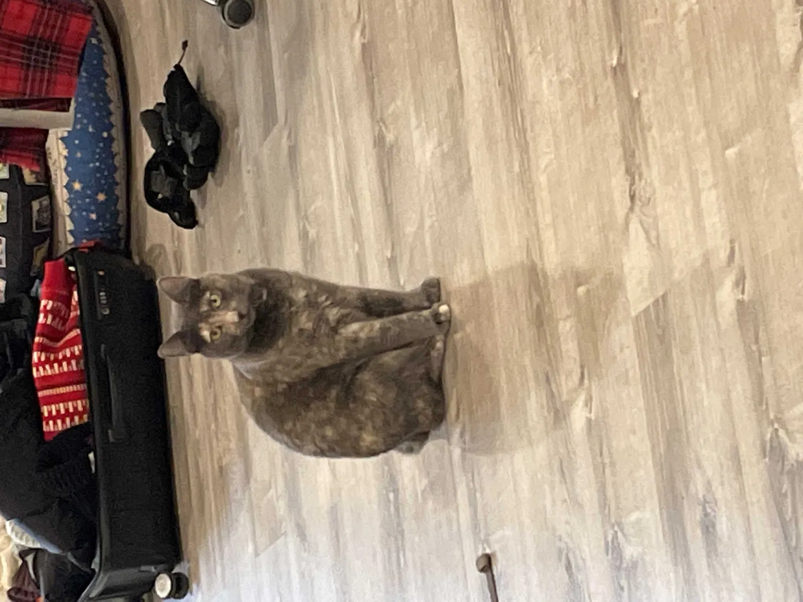 Lost cat in Westminster, CO, 80030