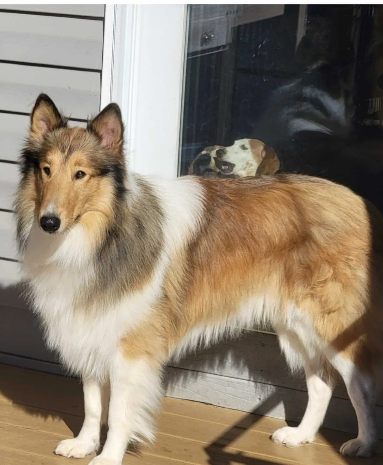 Lost dog in Iva, SC, 29655