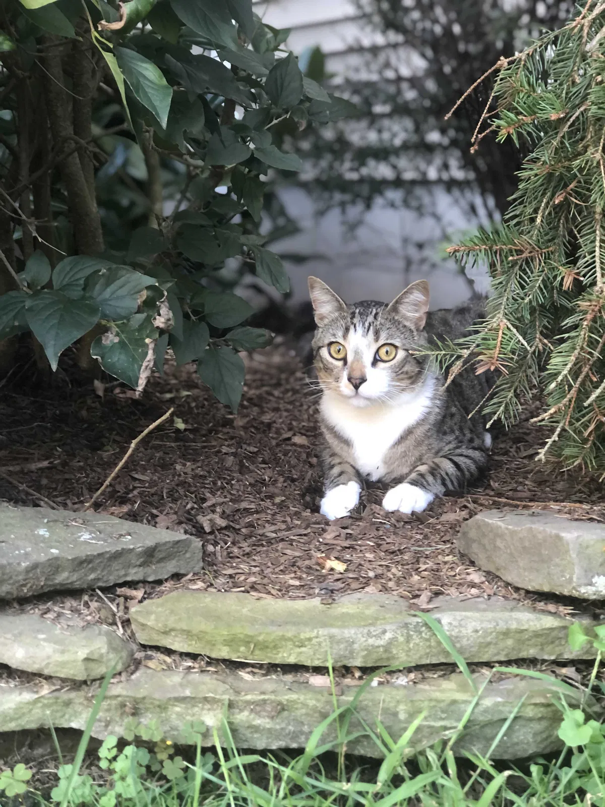 Lost cat in Pine Bush, NY, 12566
