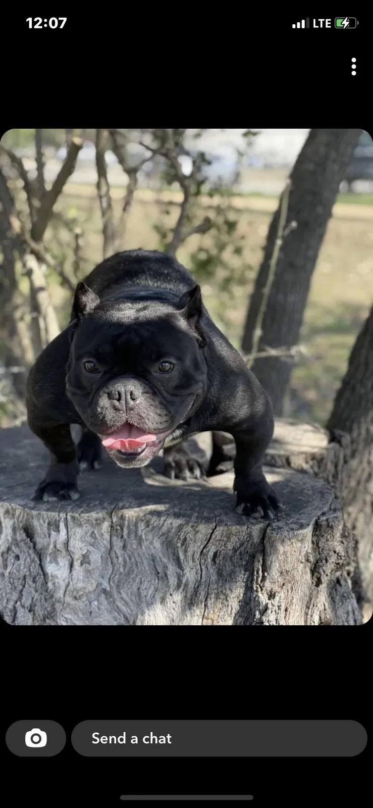 Lost dog in San Antonio, TX, 78202