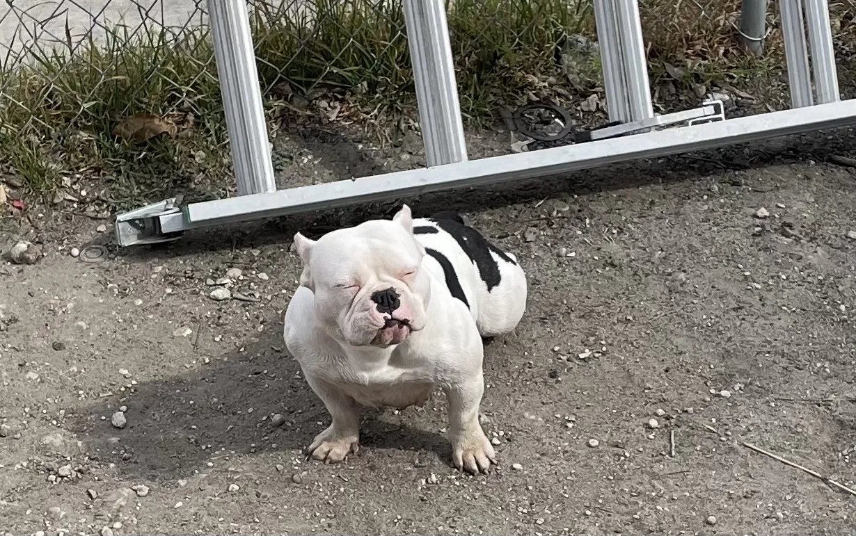 Lost dog in San Antonio, TX, 78202