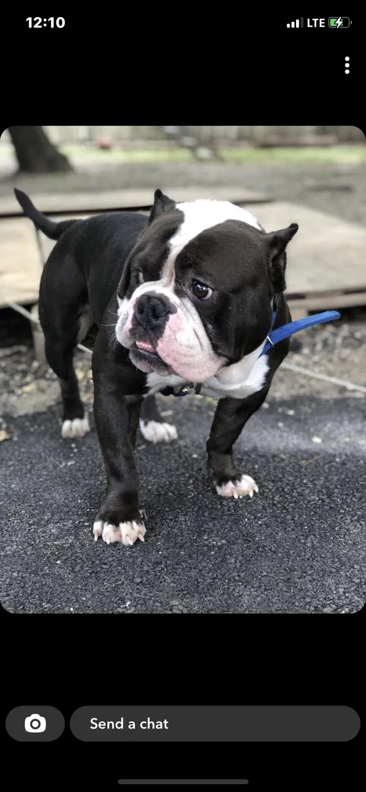 Lost dog in San Antonio, TX, 78202