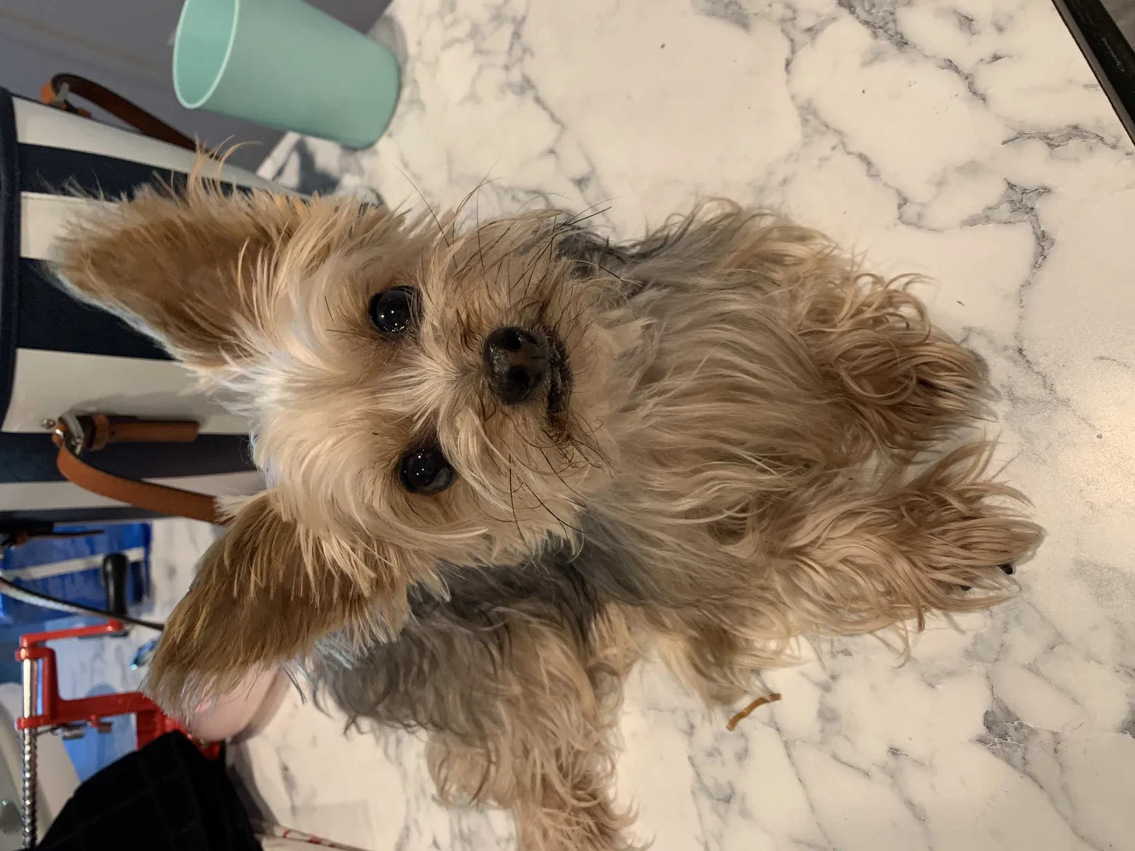 Lost dog in Port Saint Lucie, FL, 34953