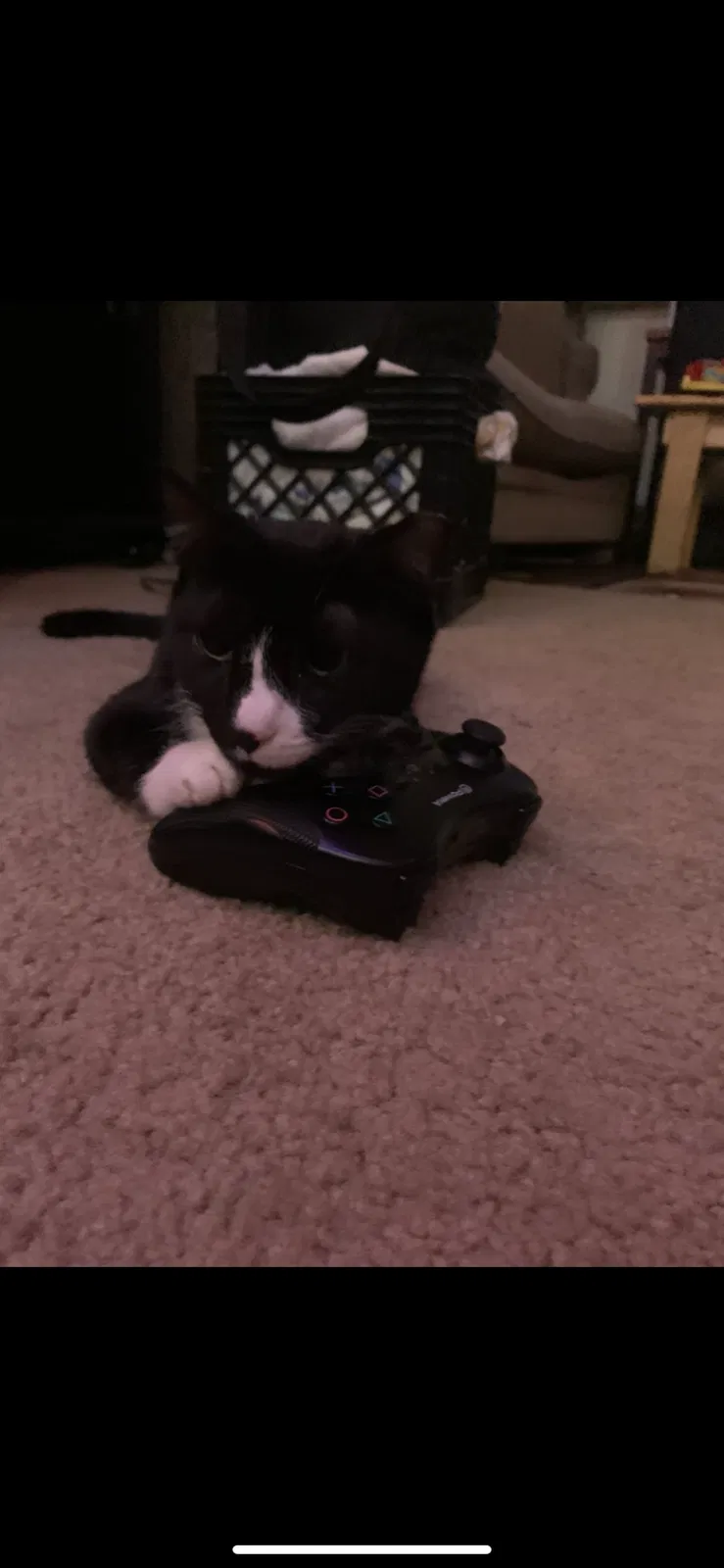 Lost cat in Columbia, SC, 29210