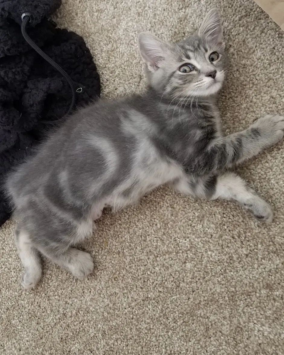 Lost cat in Dublin, OH, 43016