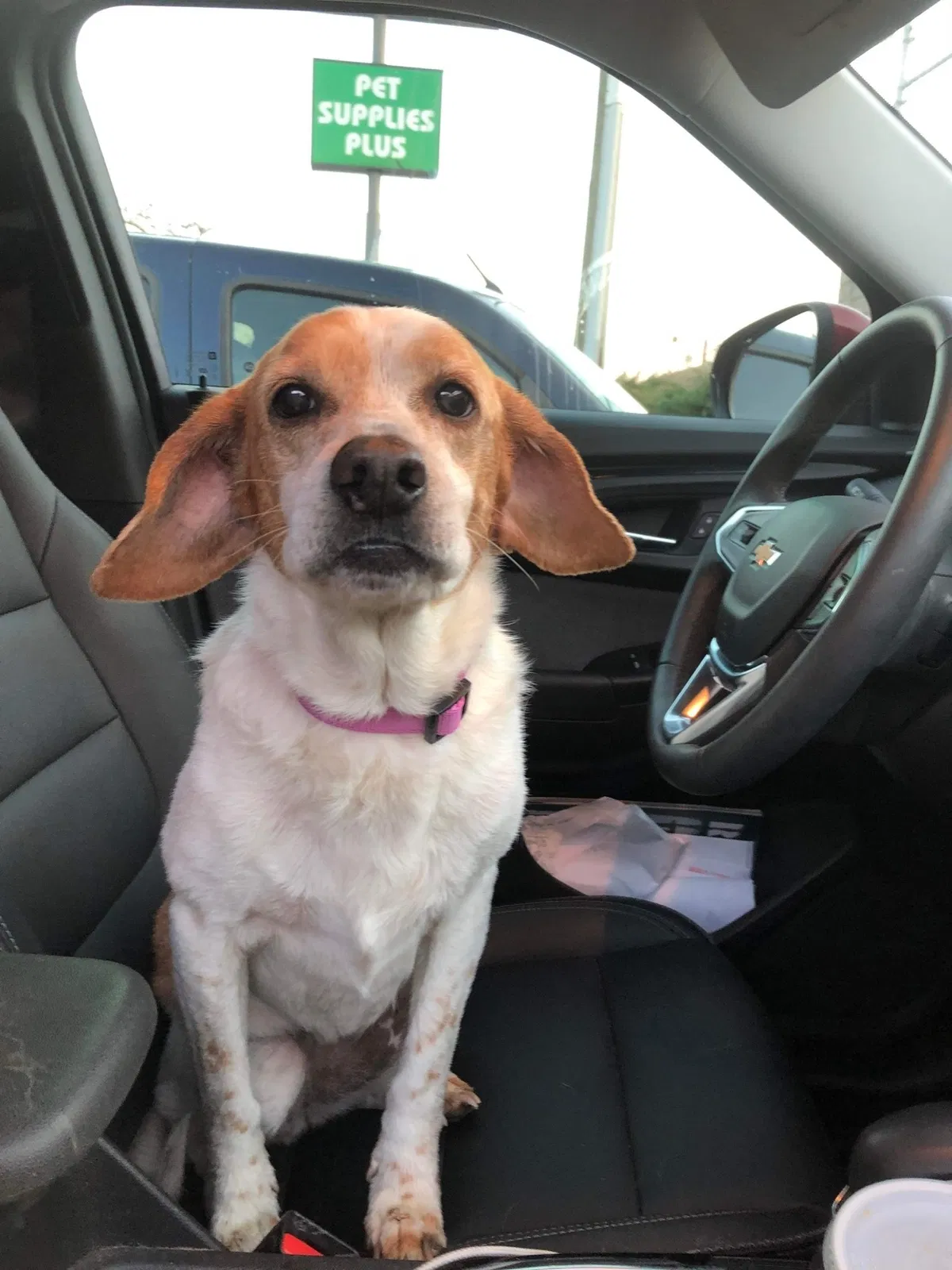Lost dog in Fayetteville, NC, 28311