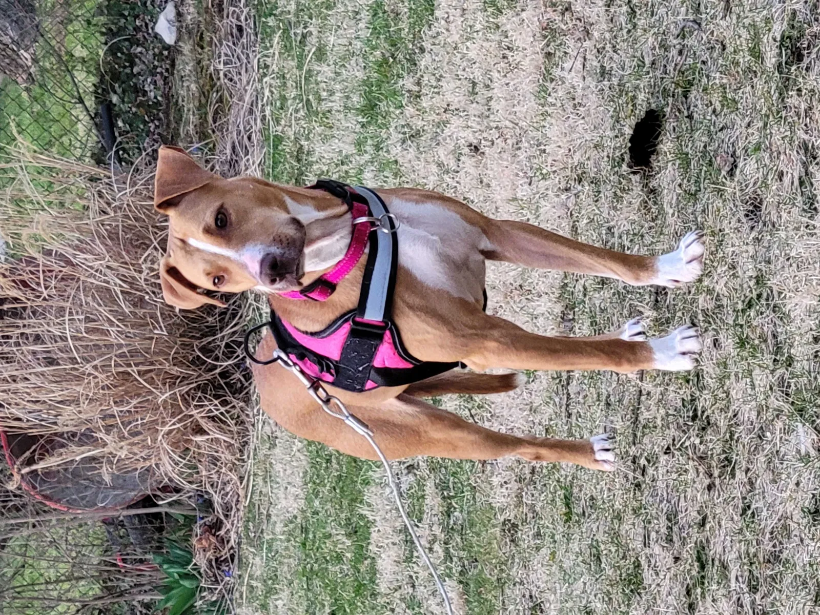 Lost dog in Troy, OH, 45373