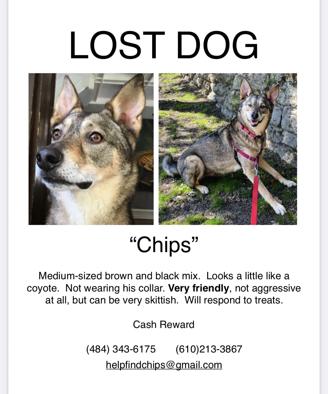Lost dog in Philadelphia, PA, 19119