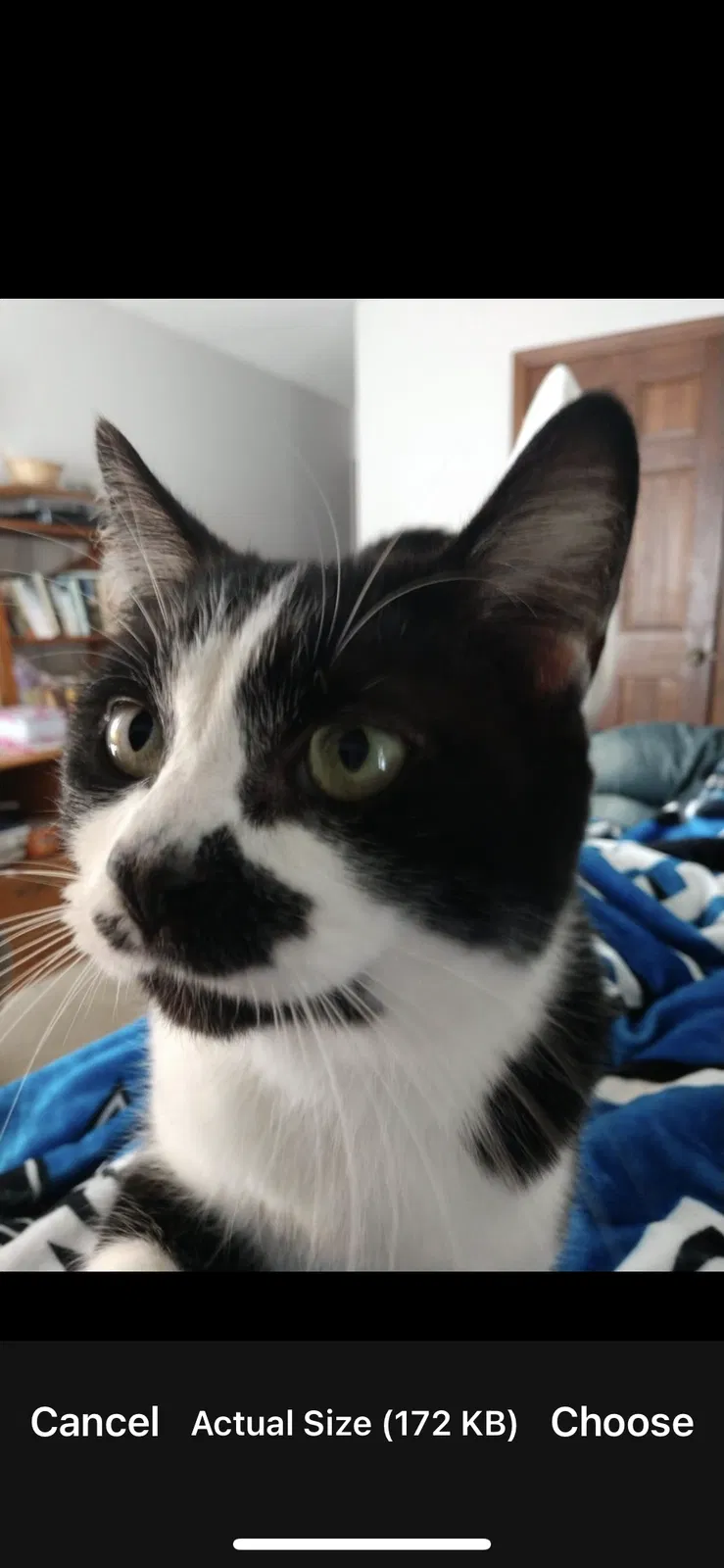 Lost cat in Estill Springs, TN, 37330