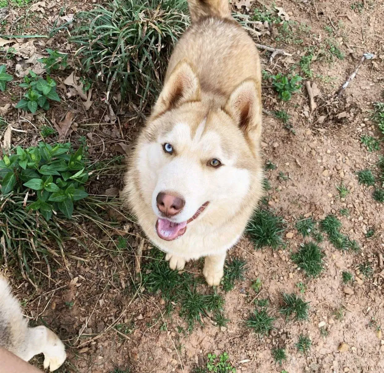 Lost dog in Hickory, NC, 28602