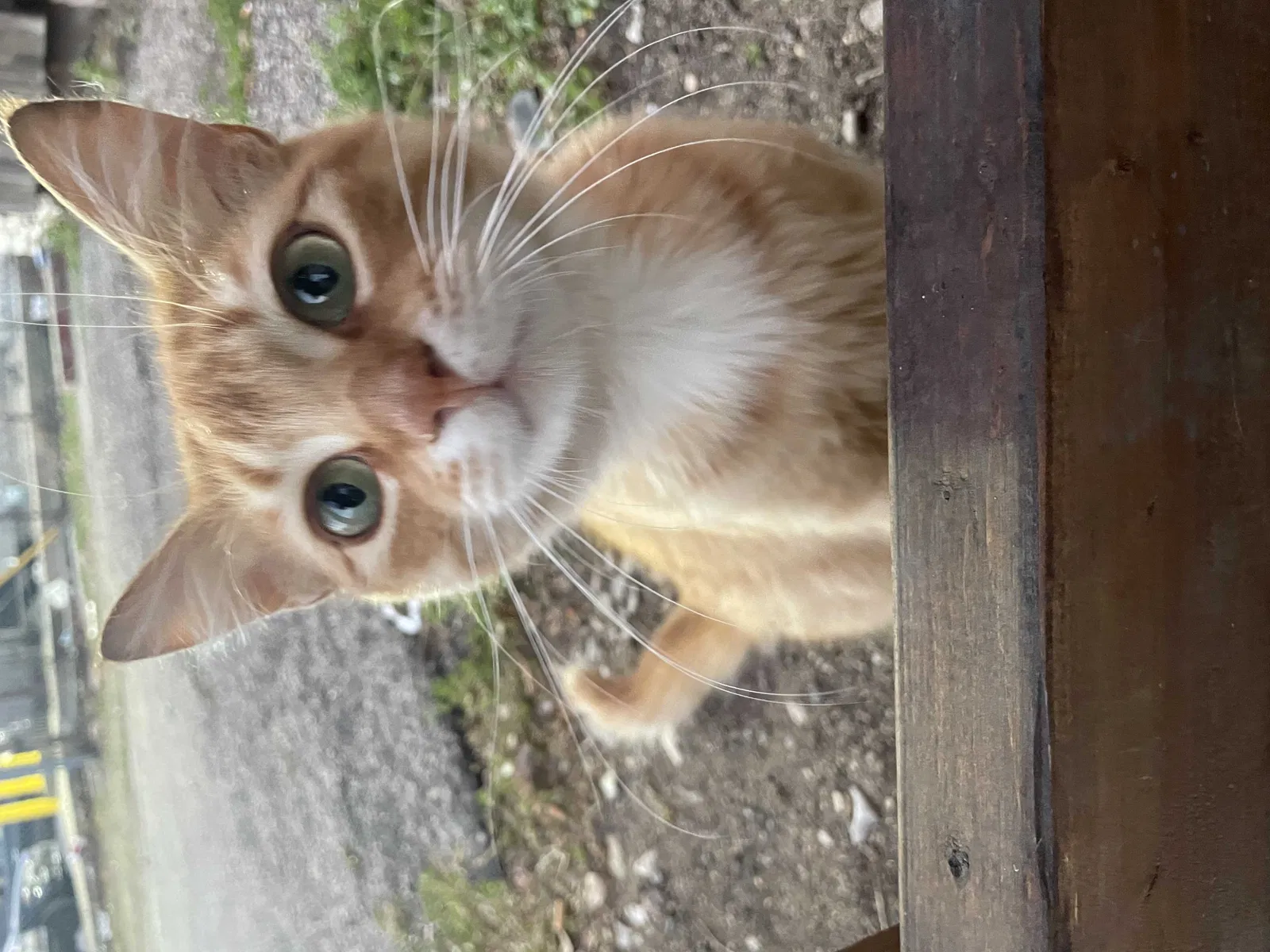 Lost cat in Austin, TX, 78748