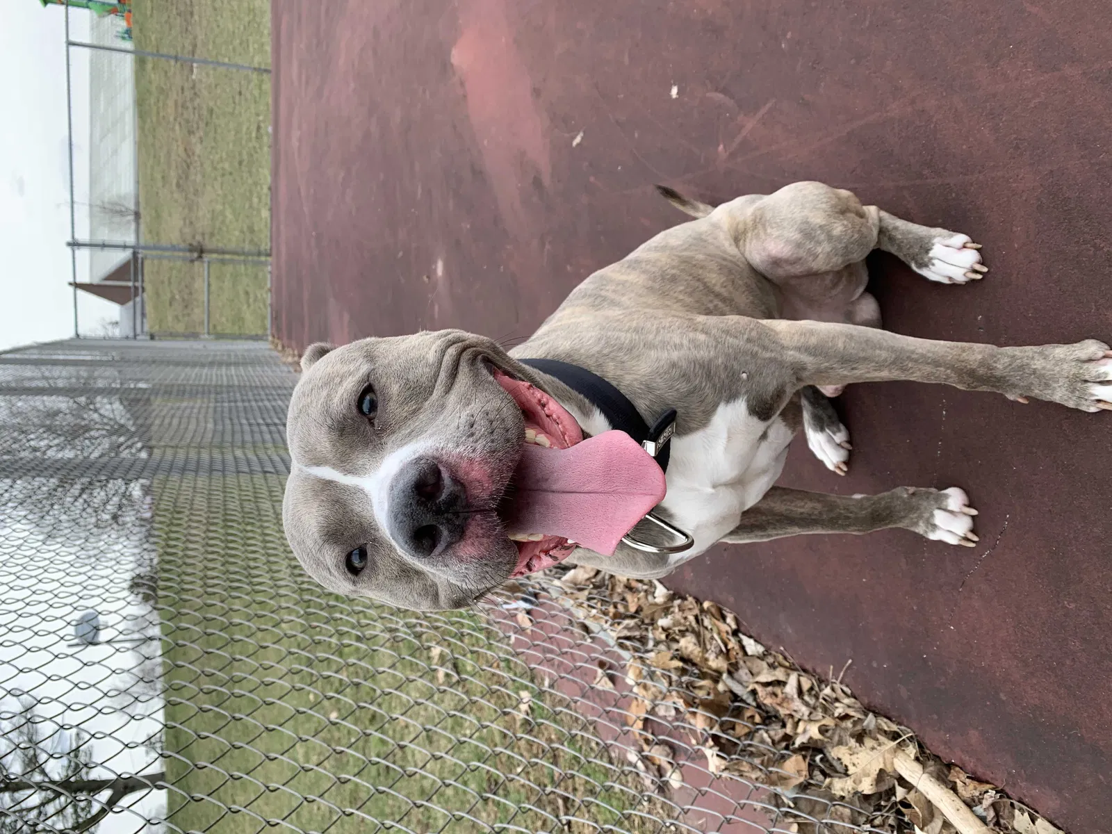 Lost dog in Dayton, OH, 45402