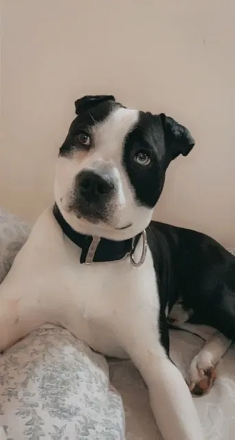 Lost dog in Dayton, OH, 45402