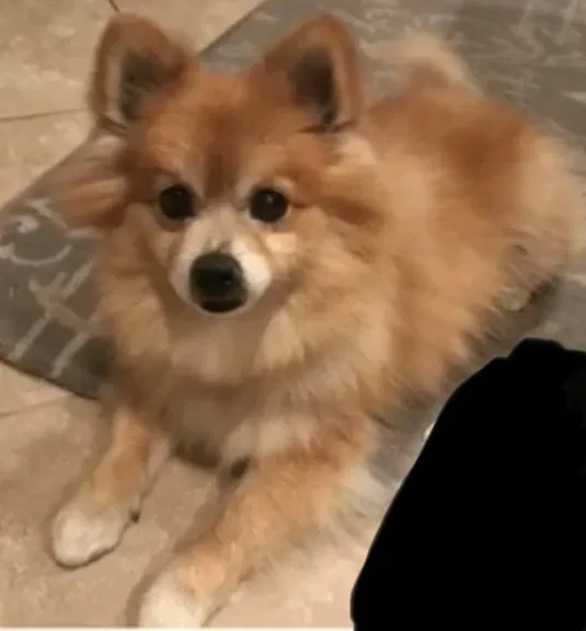 Lost dog in Pomona, CA, 91767