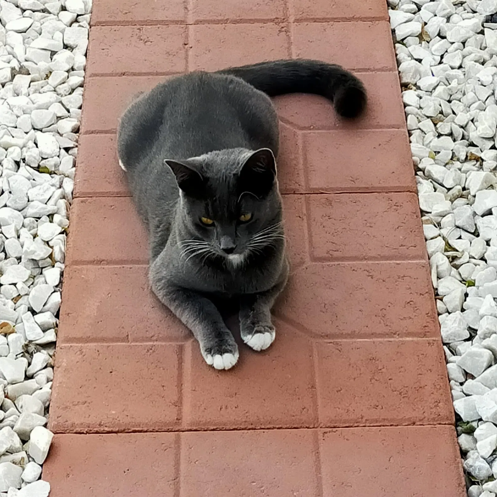 Lost cat in Las Vegas, NV, 89121