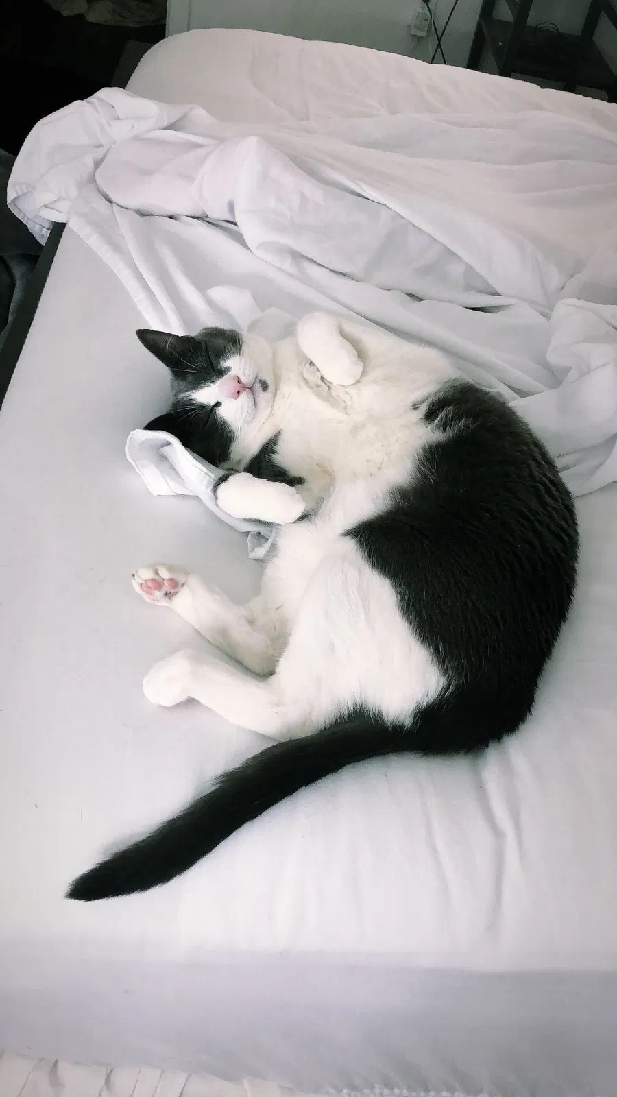Lost cat in Las Vegas, NV, 89178
