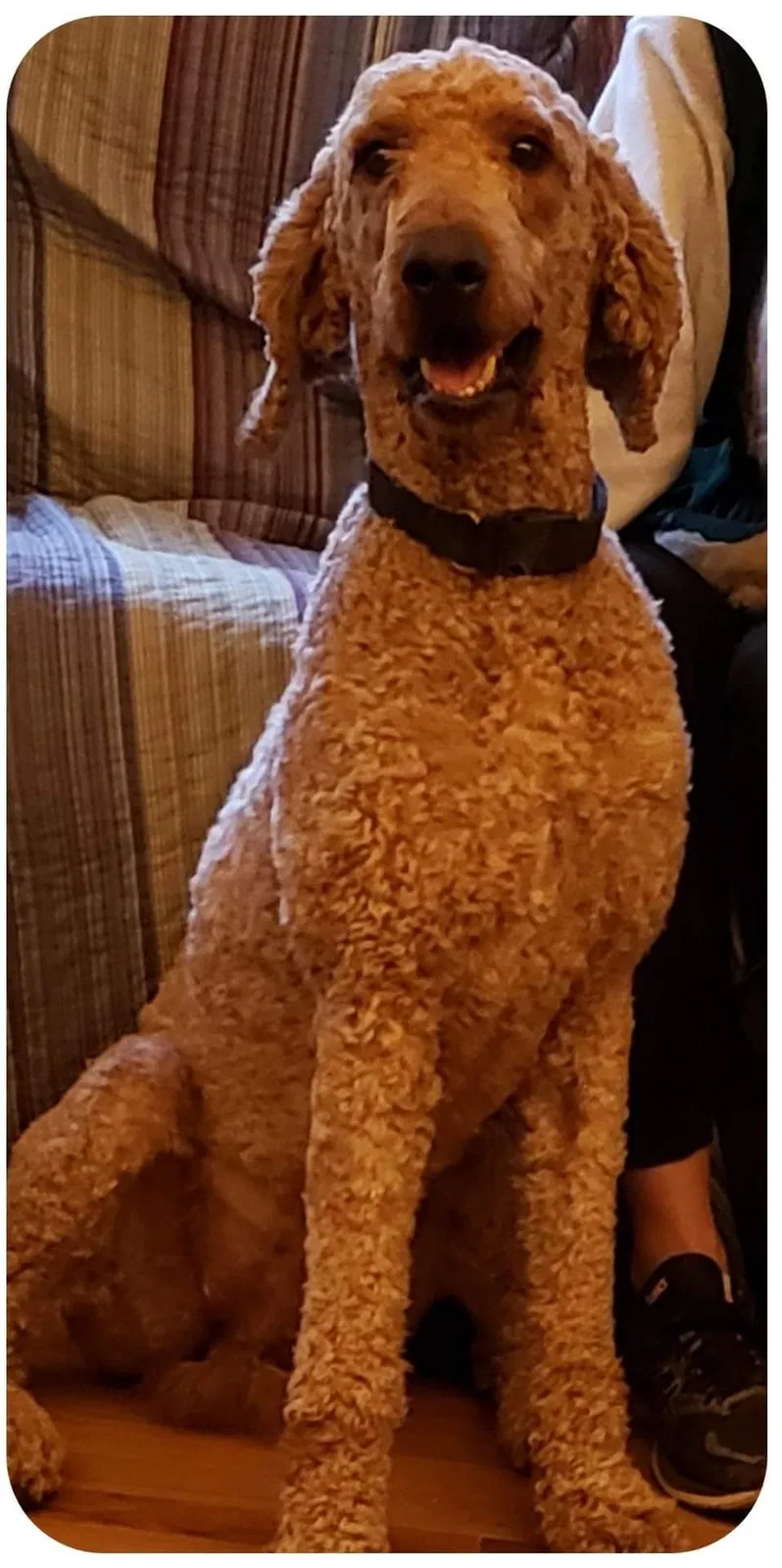 Lost dog in Fayetteville, AR, 72704