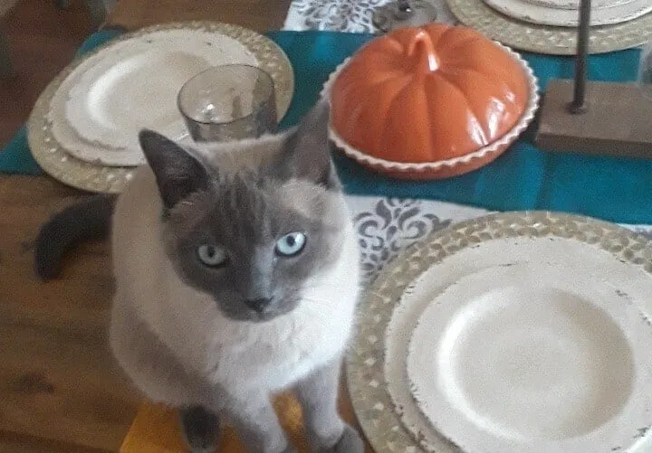 Lost cat in Conroe, TX, 77304
