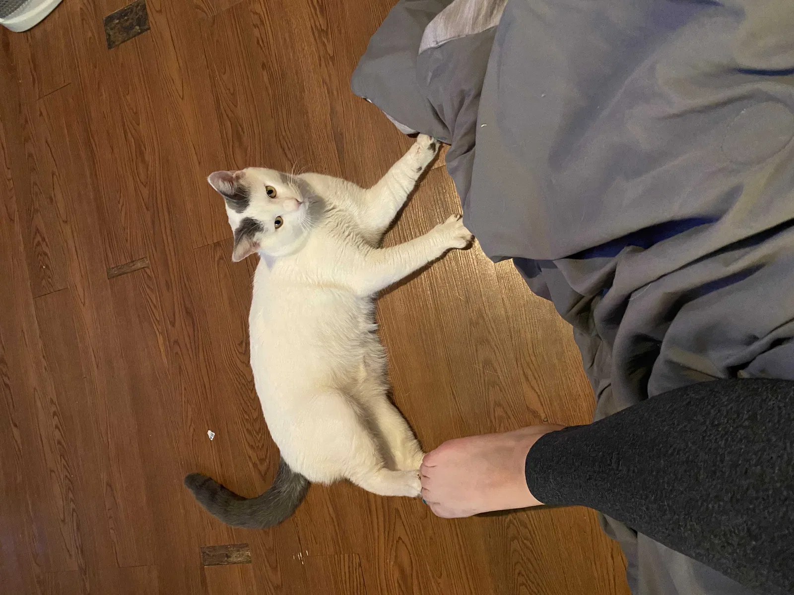 Lost cat in Kyle, TX, 78640
