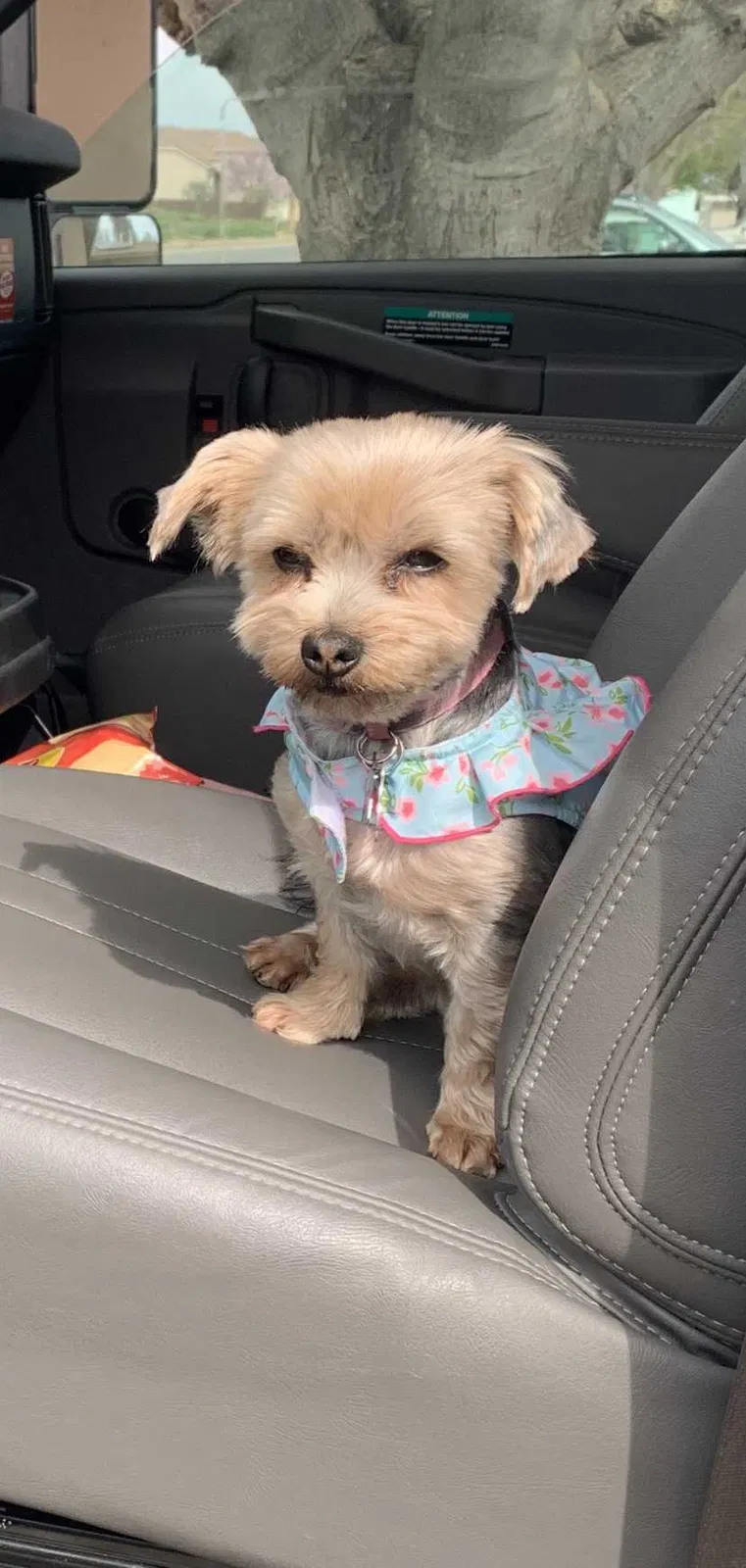 Lost dog in Live Oak, CA, 95953