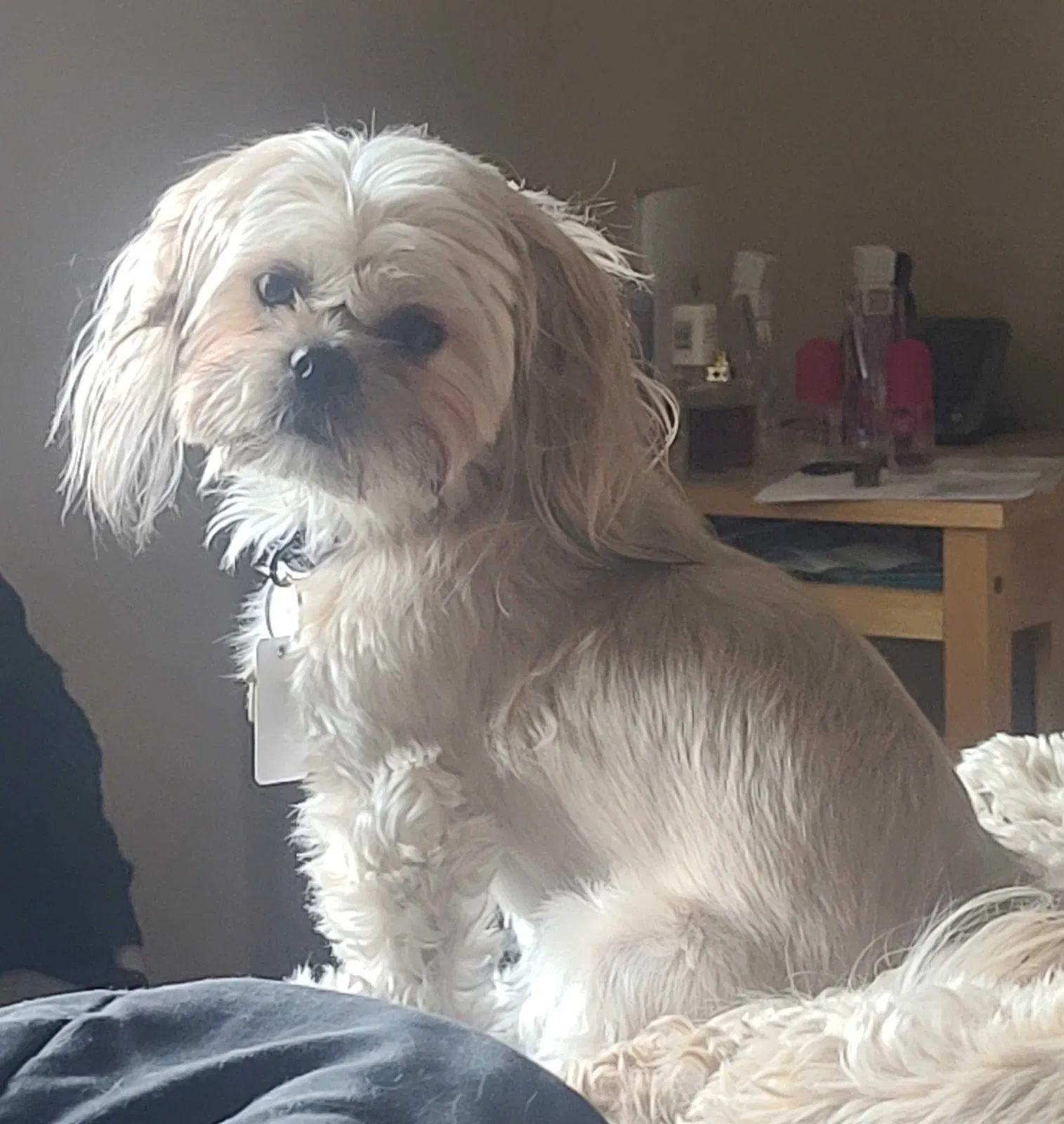 Lost dog in Sacramento, CA, 95833