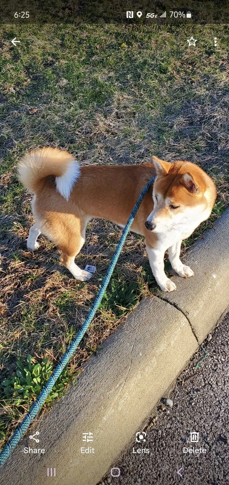 Lost dog in Columbus, OH, 43232