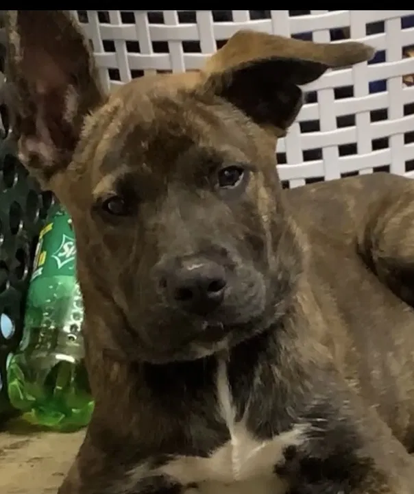 Lost dog in Indianapolis, IN, 46254