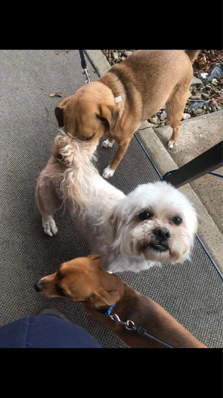 Lost dog in Cleveland, OH, 44121
