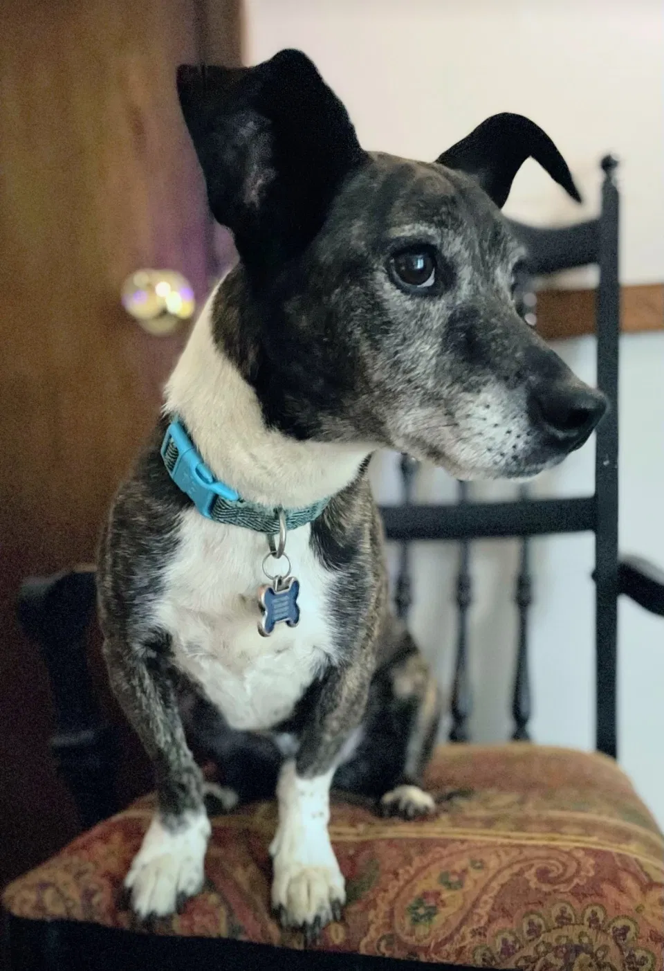 Lost dog in Johnson City, TN, 37601