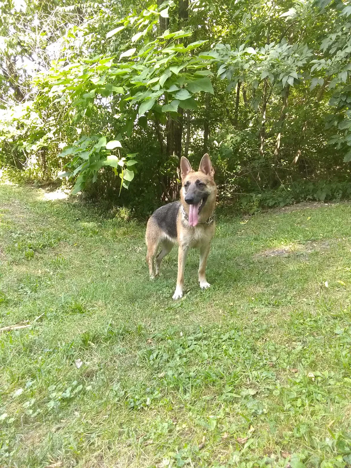 Lost dog in Indianapolis, IN, 46203