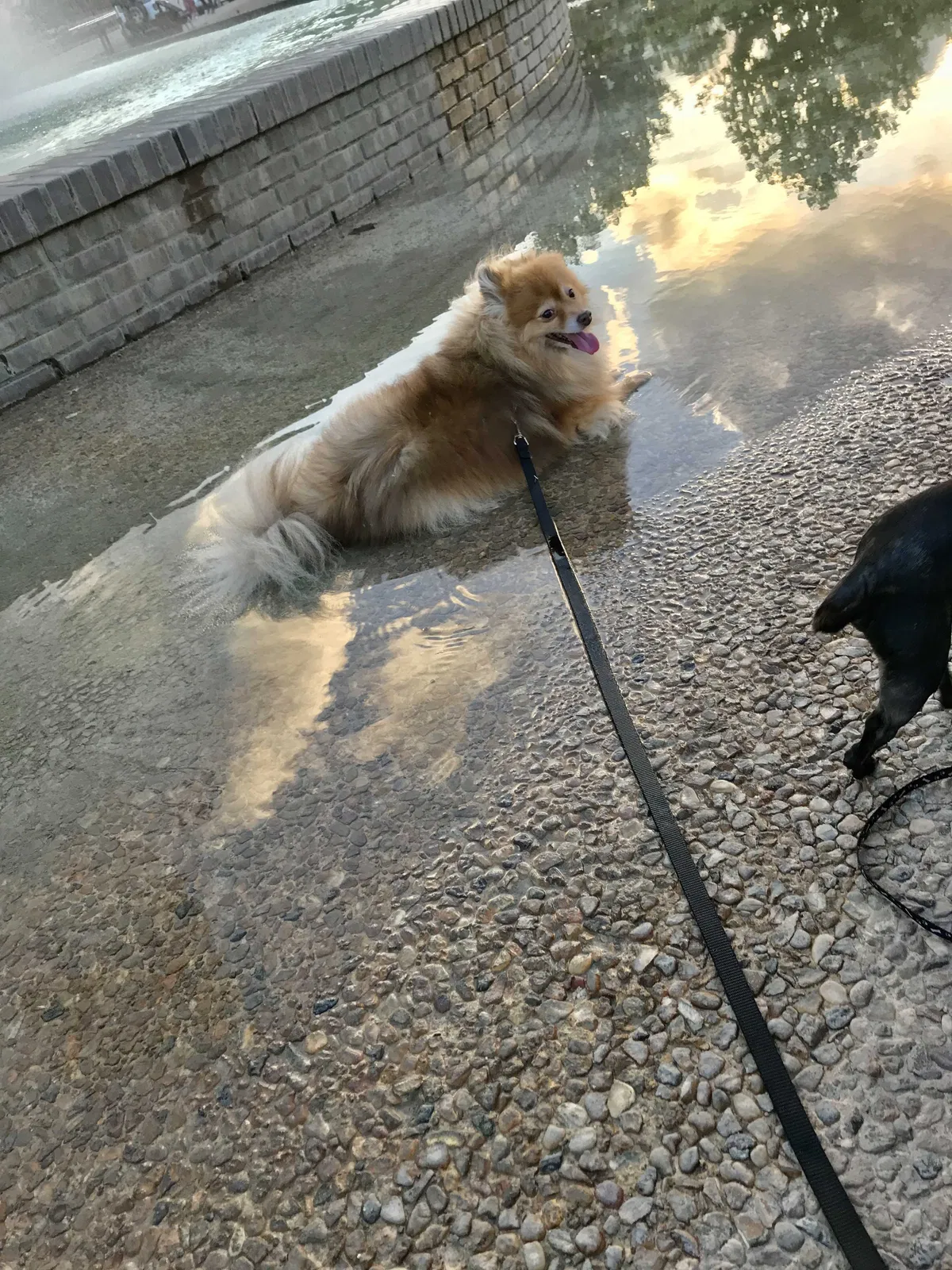Lost dog in Houston, TX, 77087