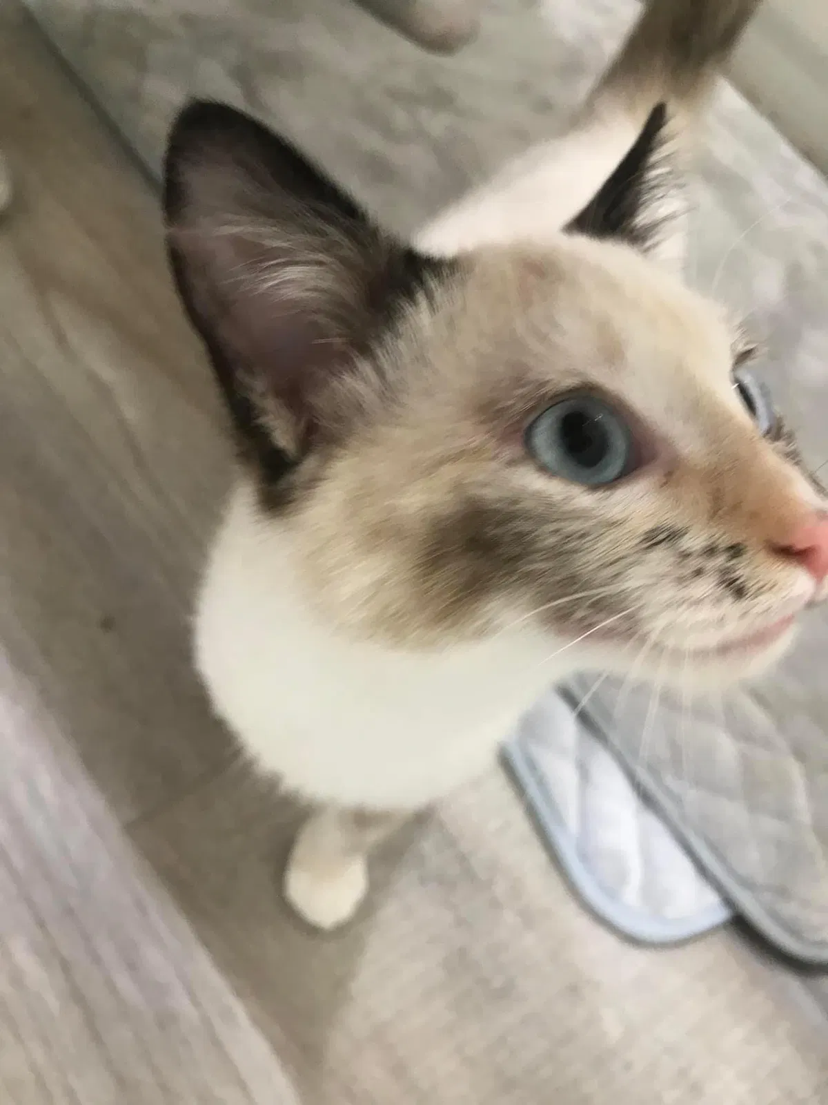 Lost cat in Copperas Cove, TX, 76522