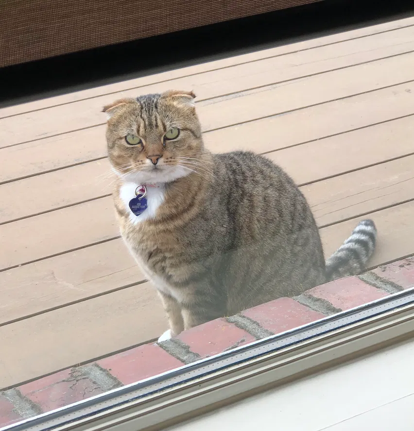 Lost cat in Tacoma, WA, 98422