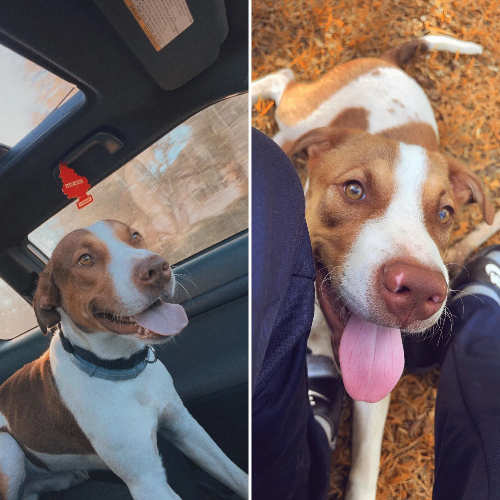 Lost dog in Simpsonville, SC, 29680