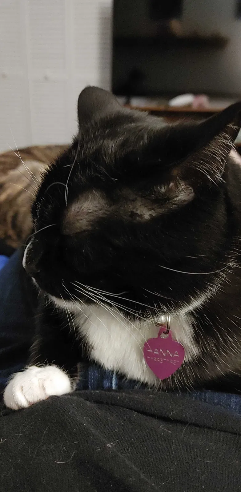 Lost cat in Denver, CO, 80233