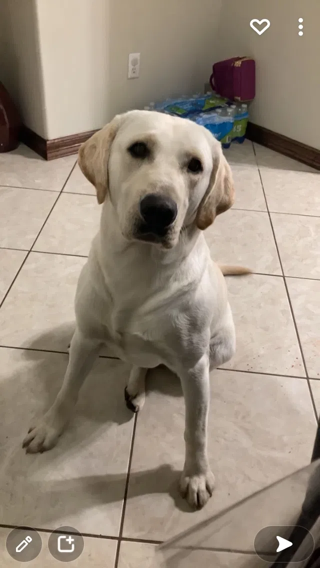 Lost dog in Cleveland, TX, 77328