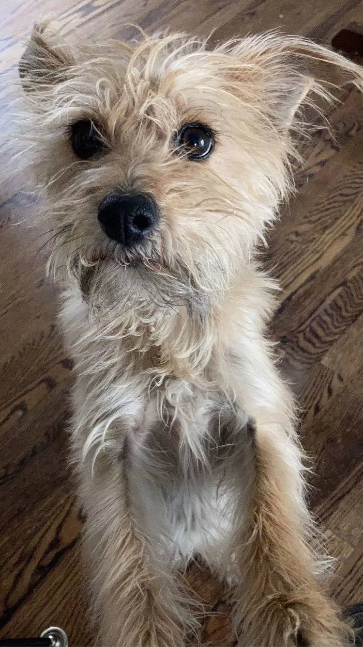 Lost dog in Denver, CO, 80214