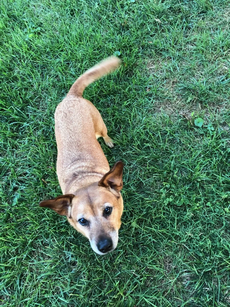 Lost dog in Danville, KY, 40422