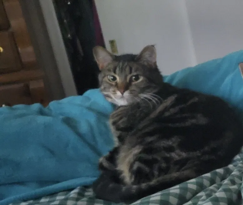 Lost cat in Minneapolis, MN, 55407