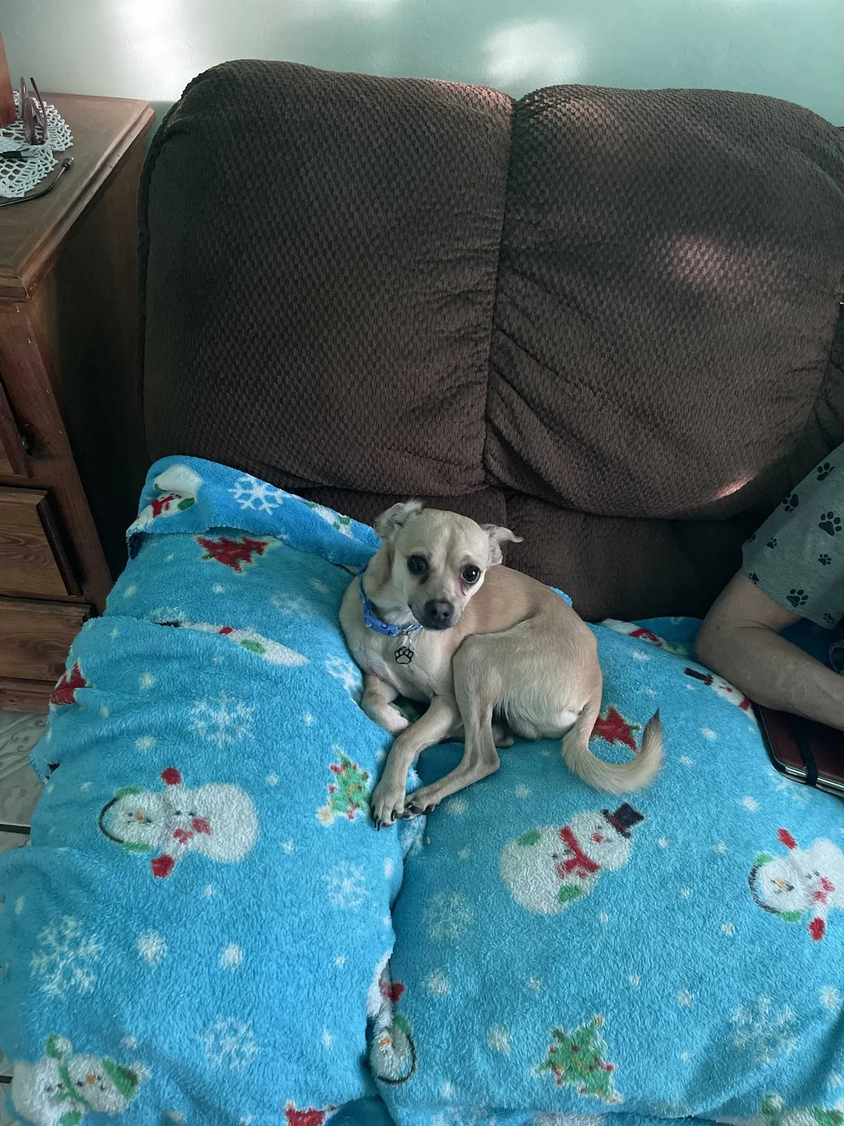 Lost dog in Sylmar, CA, 91342
