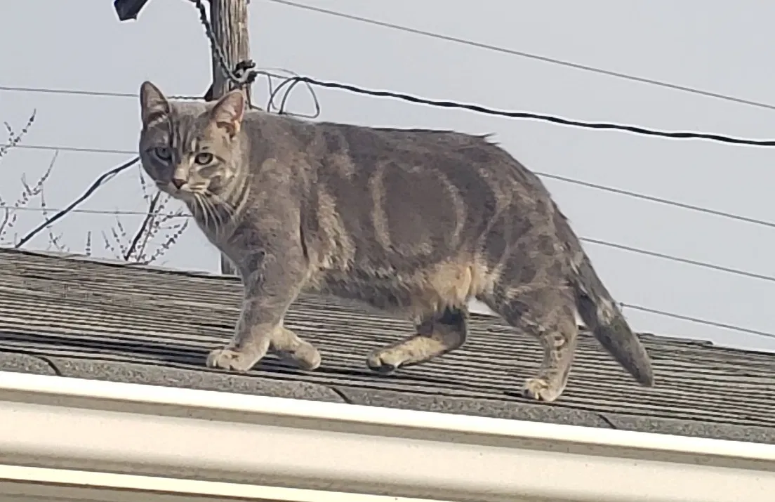 Lost cat in Minneapolis, MN, 55423