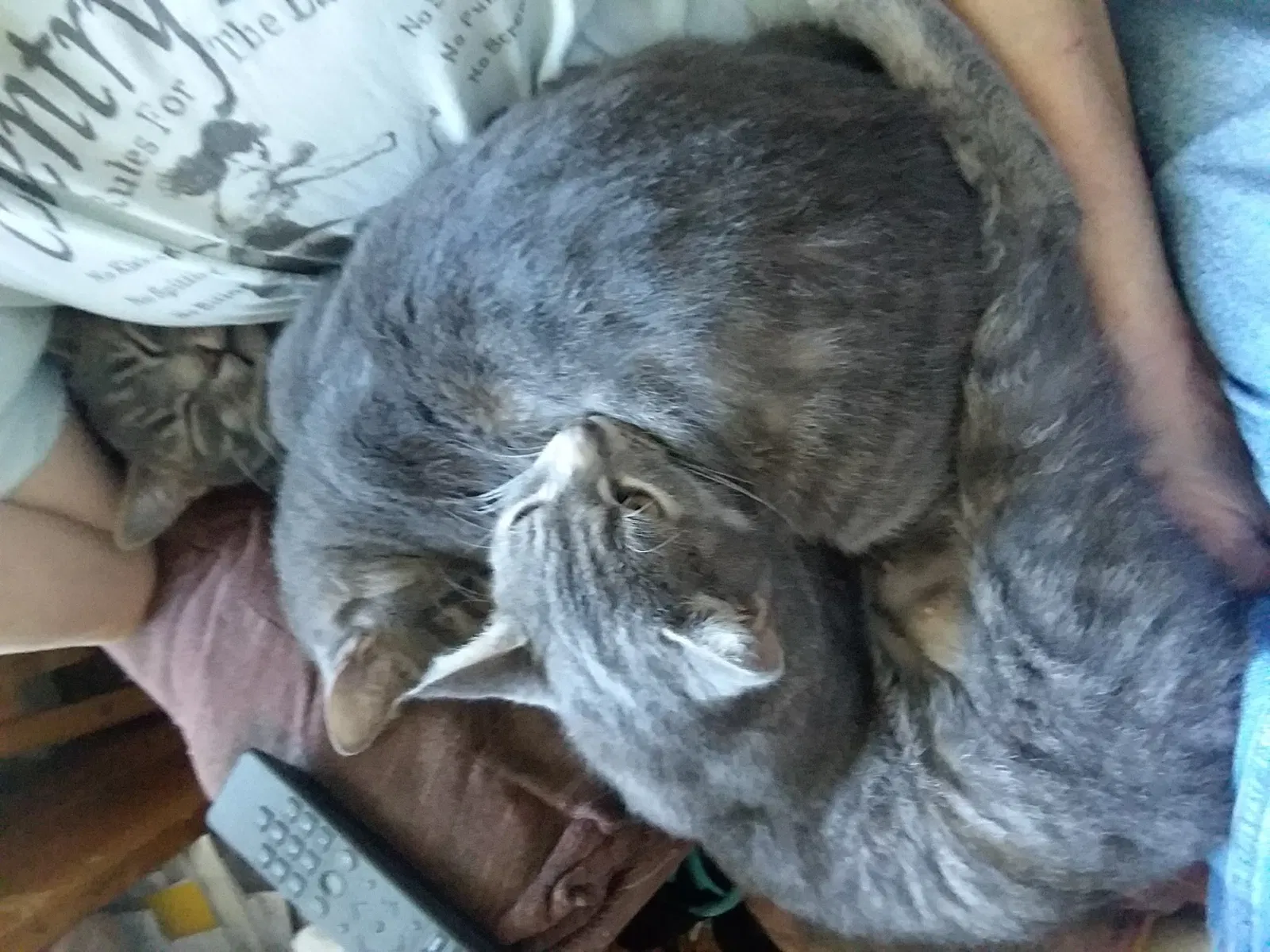 Lost cat in North Augusta, SC, 29841