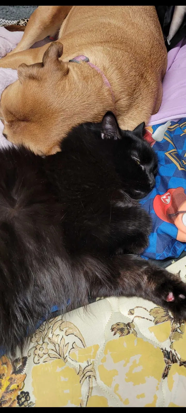 Lost cat in Deer Park, WA, 99006