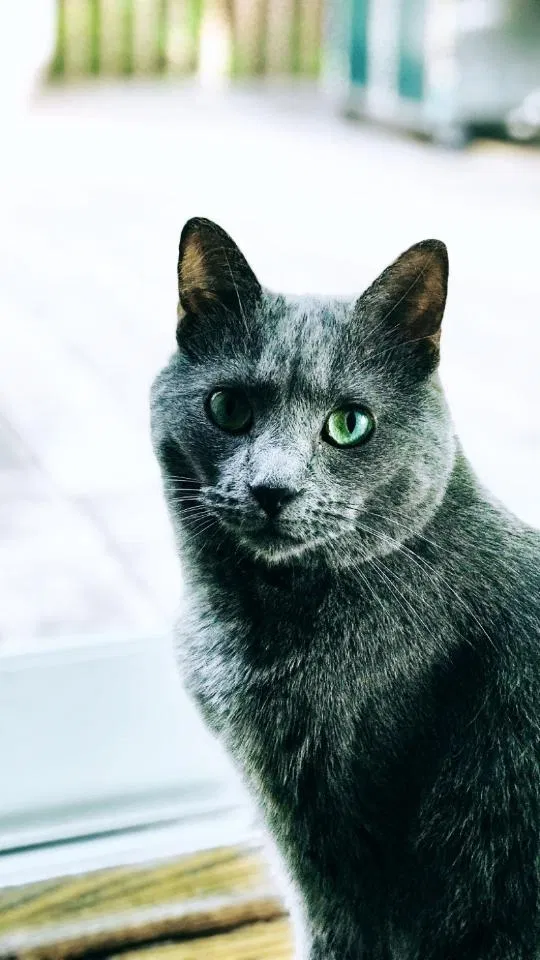 Lost cat in Caldwell, NJ, 7006