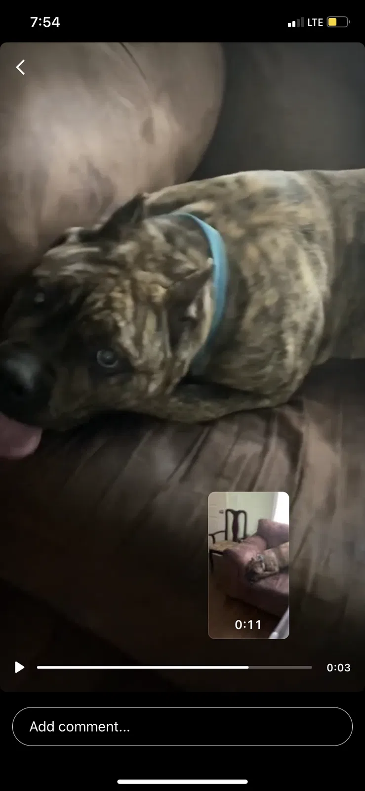 Lost dog in Nashville, TN, 37216