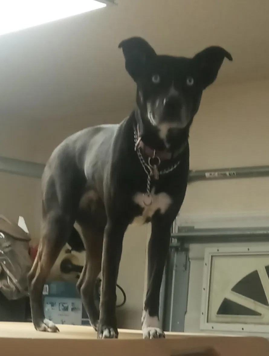 Lost dog in Glasser, NJ, 7837