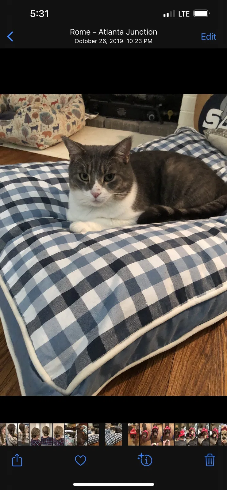 Lost cat in Rome, GA, 30161