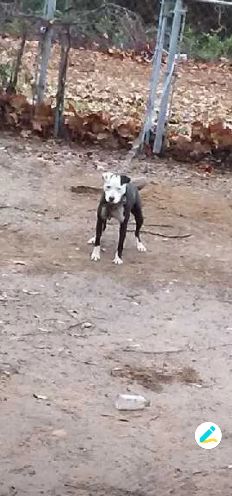 Lost dog in Shreveport, LA, 71106