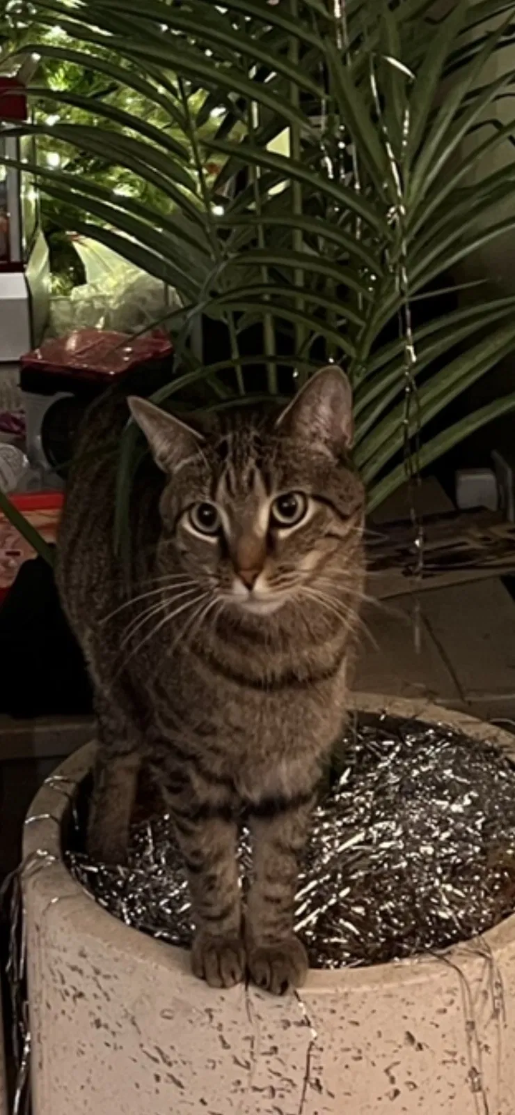 Lost cat in Virginia Beach, VA, 23456